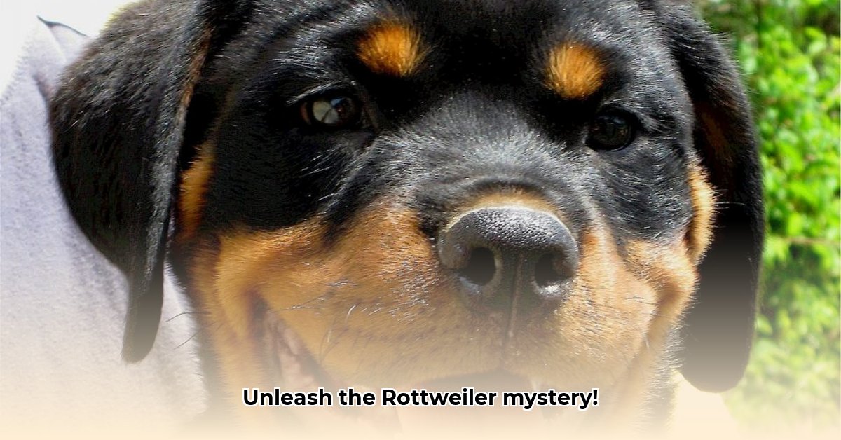 karakter-rottweiler